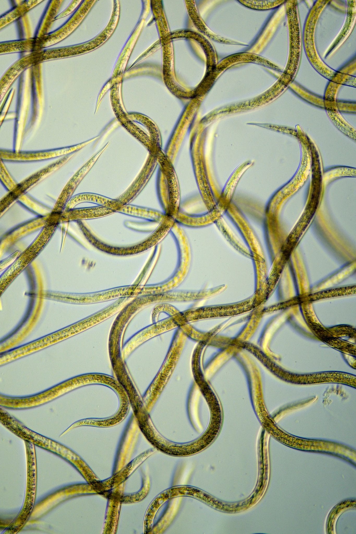 What Are Economic Importance Of Nematodes